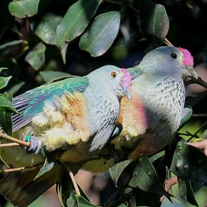 Rose-crowned Fruit Pigeons
