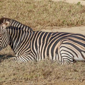 Plains Zebra