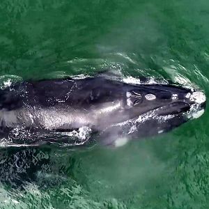southern right whale (Eubalaena australis) (taken from drone footage from our whale watch)