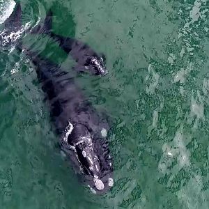 southern right whale (Eubalaena australis) (taken from drone footage from our whale watch)