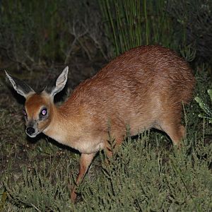 Cape or southern grysbok (Raphicerus melanotis)