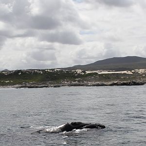 southern right whale (Eubalaena australis)