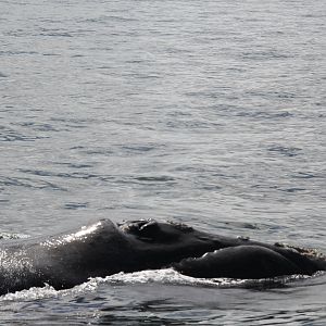 southern right whale (Eubalaena australis)