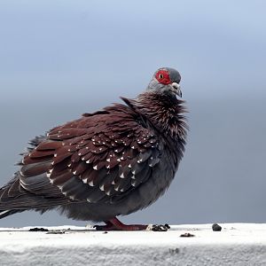 Speckled Pigeon (Columba guinea)