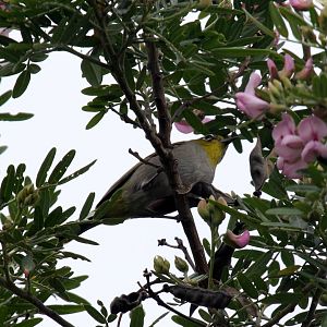 Cape White-Eye (Zosterops virens)