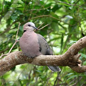 Red-eyed Dove (Streptopelia semitorquata)