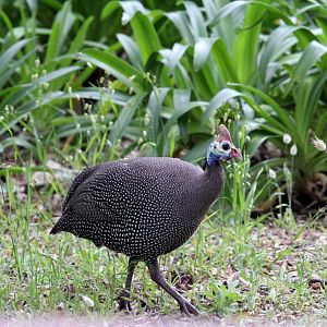 Helmeted Guineafowl (Numida meleagris)