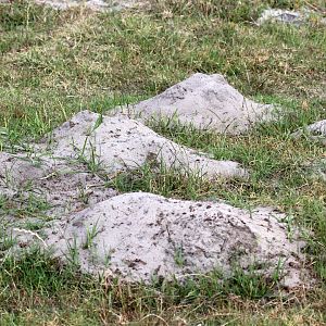 Cape dune mole-rat (Bathyergus suillus) mounds