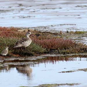 Common Sandpiper (Actitis hypoleucos) ID? & Cape Teal (Anas capensis)