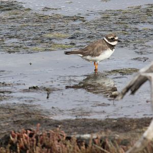 Little Ringed Plover (Charadrius dubius)
