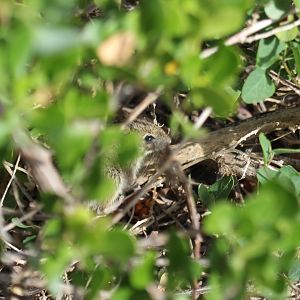 four-striped grass mouse (Rhabdomys pumilio)