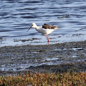Black-winged Stilt (Himantopus himantopus)