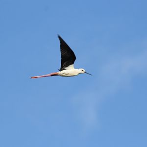 Black-winged Stilt (Himantopus himantopus)