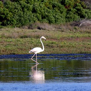 greater flamingo (Phoenicopterus roseus)