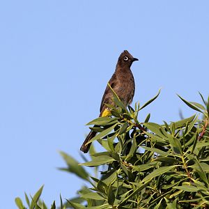 Cape bulbul (Pycnonotus capensis)