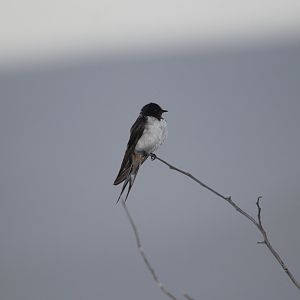 Barn Swallow (Hirundo rustica) ID?