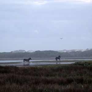 wild horses (Equus ferus) at dusk