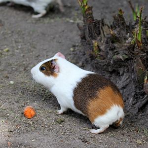 domestic guinea pig (Cavia porcellus)