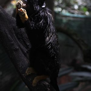 red-handed tamarin (Saguinus midas)