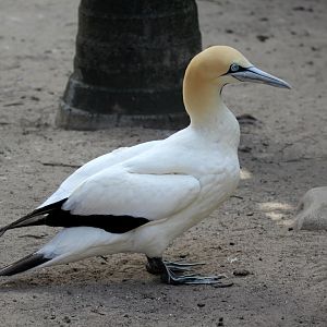 Cape gannet (Morus capensis)