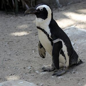 African penguin (Spheniscus demersus)