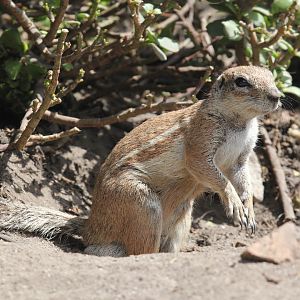 South African ground squirrel (Xerus inauris)