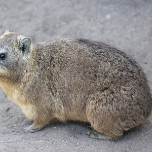 Cape rock hyrax (Procavia capensis capensis)