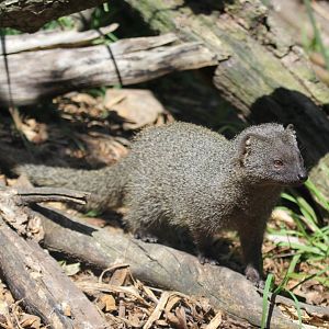 Cape grey mongoose (Galerella pulverulenta)