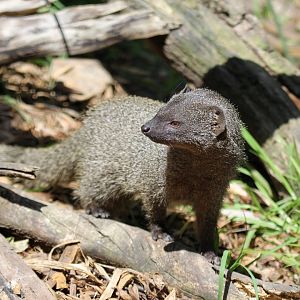 Cape grey mongoose (Galerella pulverulenta)