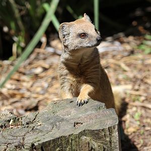 yellow mongoose (Cynictis penicillata)