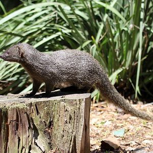 Cape grey mongoose (Galerella pulverulenta)