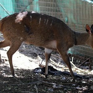 Cape bushbuck (Tragelaphus sylvaticus)