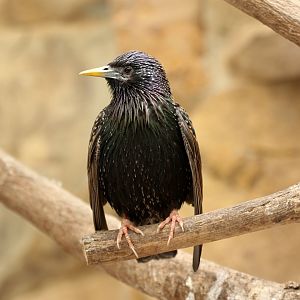 European starling (Sturnus vulgaris)