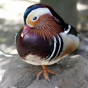 mandarin duck (Aix galericulata)