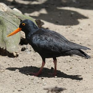 African oystercatcher (Haematopus moquini)