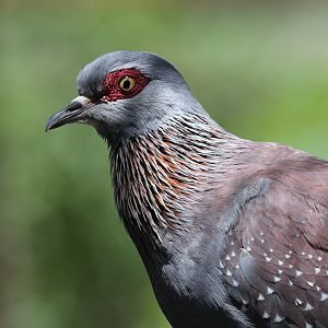 Speckled Pigeon (Columba guinea)