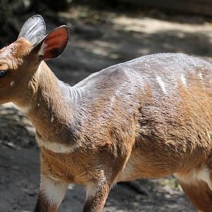 Cape bushbuck (Tragelaphus sylvaticus)