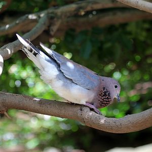 laughing dove (Spilopelia senegalensis)