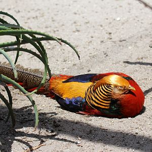 golden pheasant (Chrysolophus pictus)