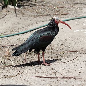 northern bald ibis, hermit ibis, or waldrapp (Geronticus eremita)