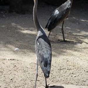 black-headed heron (Ardea melanocephala)