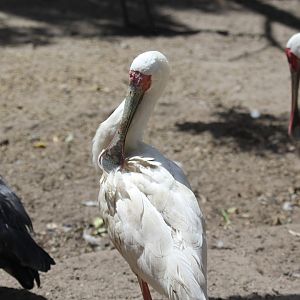 African spoonbill (Platalea alba)