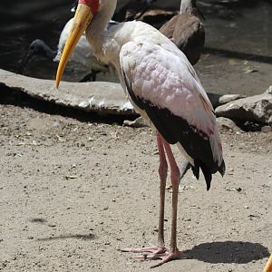 yellow-billed stork (Mycteria ibis)