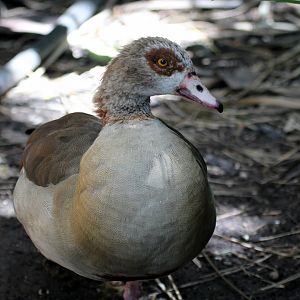 Egyptian goose (Alopochen aegyptiaca)