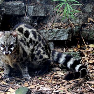 Cape genet (Genetta tigrina)