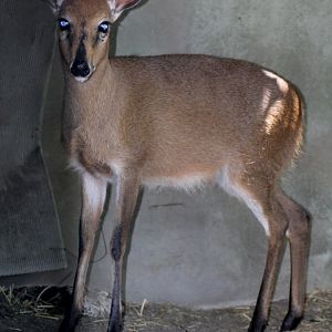 Cape Duiker (Sylvicapra grimmia grimmia)