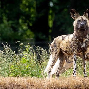 African wild dog : Whipsnade : 16 Jun 2020