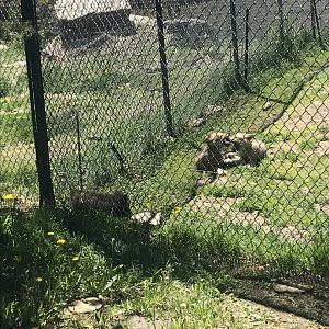 Fossil Butte Pack Wolf Pups