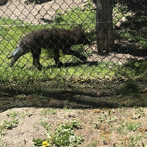 Fossil Butte Pack Wolf pup
