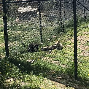 Fossil Butte Pack Wolf Pups